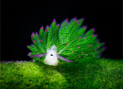 海羊吗？这个可爱的海蛞蝓吃藻类 可光合作用