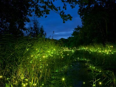 上海首个萤火虫主题公园将开放 城里人真会玩
