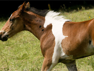 小马的白色花纹看起来像一匹奔马的剪影
