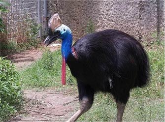 澳大利亚“食人鸟” 看到它就自求多福吧
