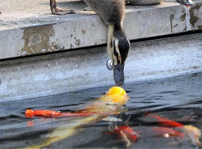 意想不到的初吻：小鸭子喝水遭锦鲤强吻