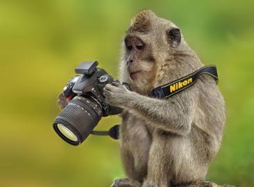 20+可爱动物想成为摄影师