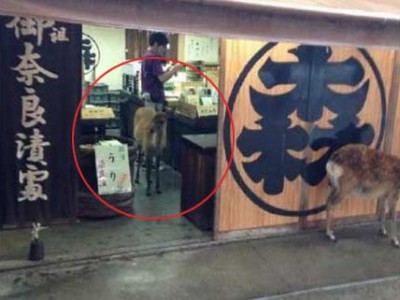 日本奈良的鹿跑店里避雨 生意没法做了