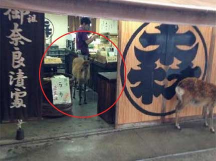 日本奈良的鹿跑店里避雨 生意没法做了