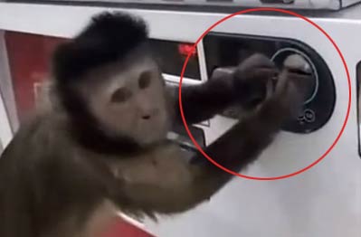 智商又一次被碾压 小猴子渴了在自动贩售机买饮料喝