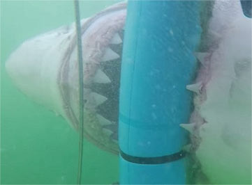 与大白鲨巨大牙齿面对面：潜水员近距离拍摄4米长大白鲨