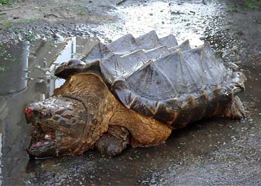 凶猛的鳄龟出现在俄罗斯河流 离鳄龟老家几千公里
