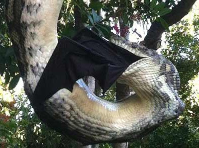 巨蟒捕食巨型蝙蝠 挂在树上30分钟将猎物吞噬