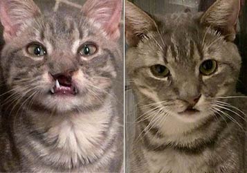 兔唇猫在网上引关注 通过两次手术解决它的笑容