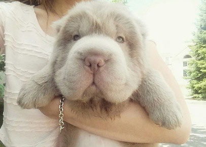 这只可爱的松狮犬看起来像一只玩具熊