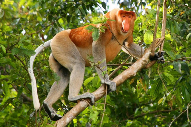 20动物很可能在你有生之年前灭绝 长鼻猴