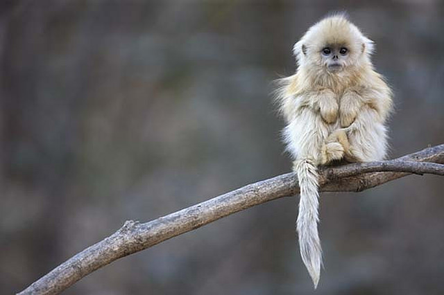 20动物很可能在你有生之年前灭绝 查托猴