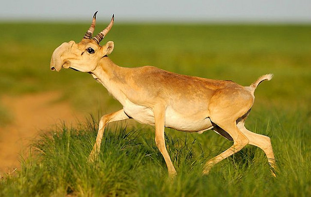20动物很可能在你有生之年前灭绝 赛加羚羊