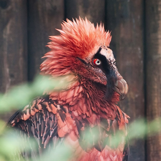 20动物很可能在你有生之年前灭绝 胡子秃鹫