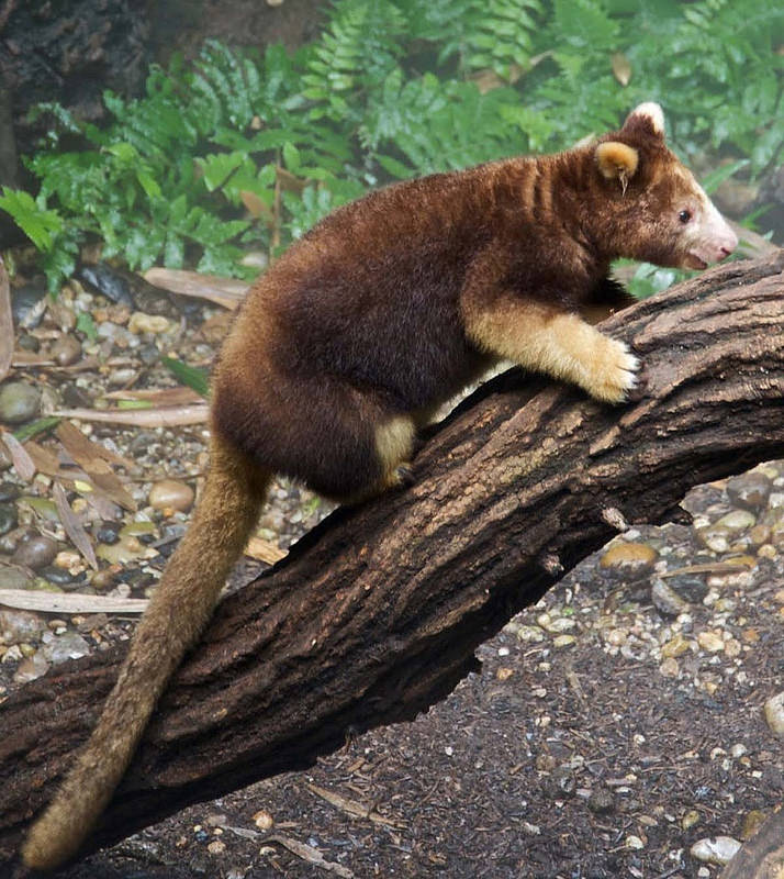 20动物很可能在你有生之年前灭绝 树袋鼠