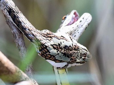 摄影师抓拍葡萄树蛇吞食沙蛇全过程