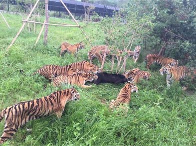 十只老虎咬死黑熊：上海野生动物园黑熊吴闯虎山被分食