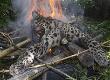 印度豹子伤5人后 村民将其打死并焚尸