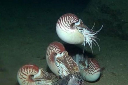 异鹦鹉螺消失30年后再现海底  诞生距今5.3亿年