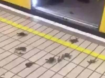 英国大闸蟹侵袭地铁站 出售无人问津