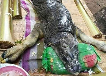 泰国惊现怪异生物遗骸 似鳄鱼与水牛混合体
