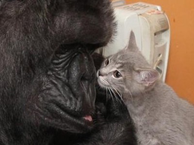 黑猩猩无后 领养小猫当孩子