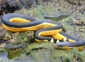 世界最毒蛇现身美国南加州 毒性是埃及眼镜蛇的10倍