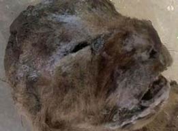 西伯利亚发现冰冻万年狮子尸体 保存完整极为罕见