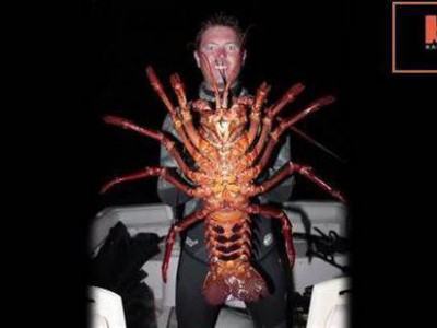 美国26岁生物学家浮潜捕获70岁超大龙虾(图)