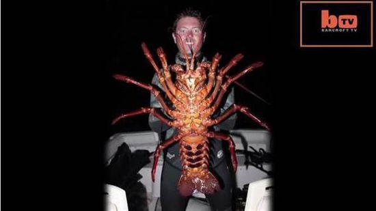美国26岁生物学家浮潜捕获70岁巨型龙虾(图)