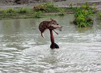 孟加拉小男孩被洪水淹没头顶拯救小鹿获赞