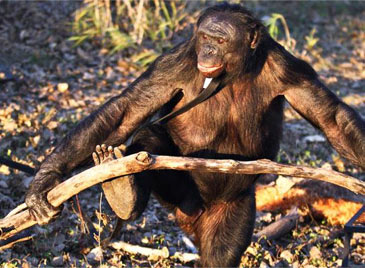 黑猩猩都会生火做饭！生活已经如此艰难