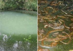 震撼！重庆秀山神秘“死湖”一夜之间惊现上万条蛇（图）