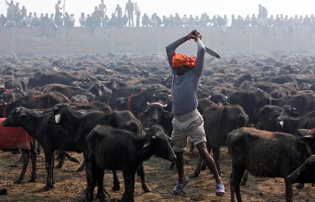 为祭典成千上万动物被宰杀血流成河 幸存小牛无助地看着人类
