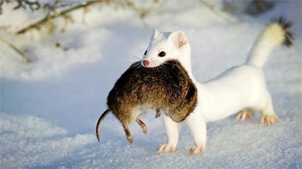 川西一巴掌大动物 一年吃3千只老鼠 号称平头哥二弟