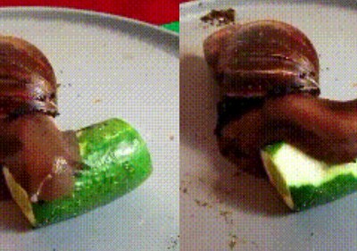 蜗牛吃黄瓜