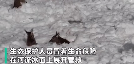 青海6只白唇鹿陷入冰窟被成功营救