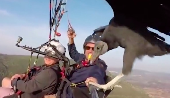 两男子高空玩滑翔伞自拍 突然一只巨大美洲鹫飞来“搭顺风车”