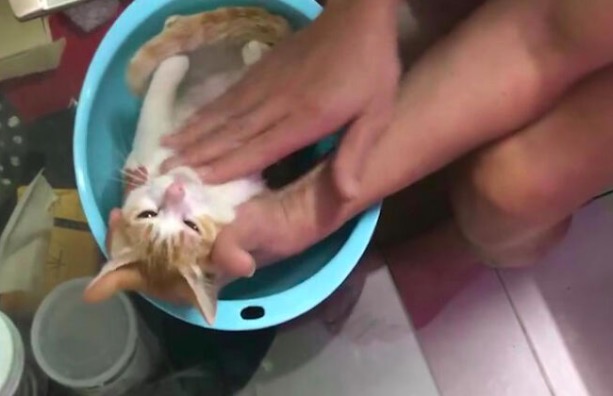 爷爷把猫当示范 教儿子如何给婴儿洗澡
