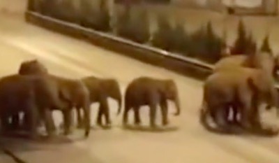 【视频】15头亚洲象进入云南峨山县城街头漫步溜达