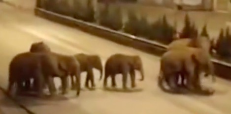 【视频】15头亚洲象进入云南峨山县城街头漫步溜达