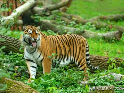人类为何不能完全驯化老虎？动物被驯化的6个条件老虎有3个不满足