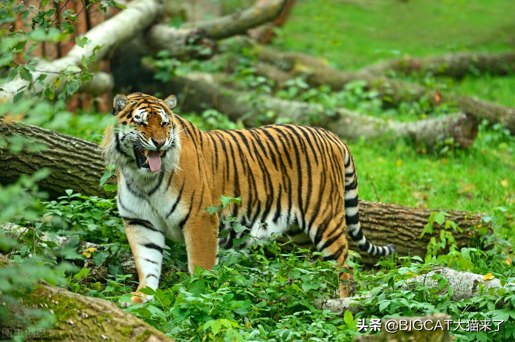 人类为何不能完全驯化老虎？动物被驯化的6个条件老虎有3个不满足