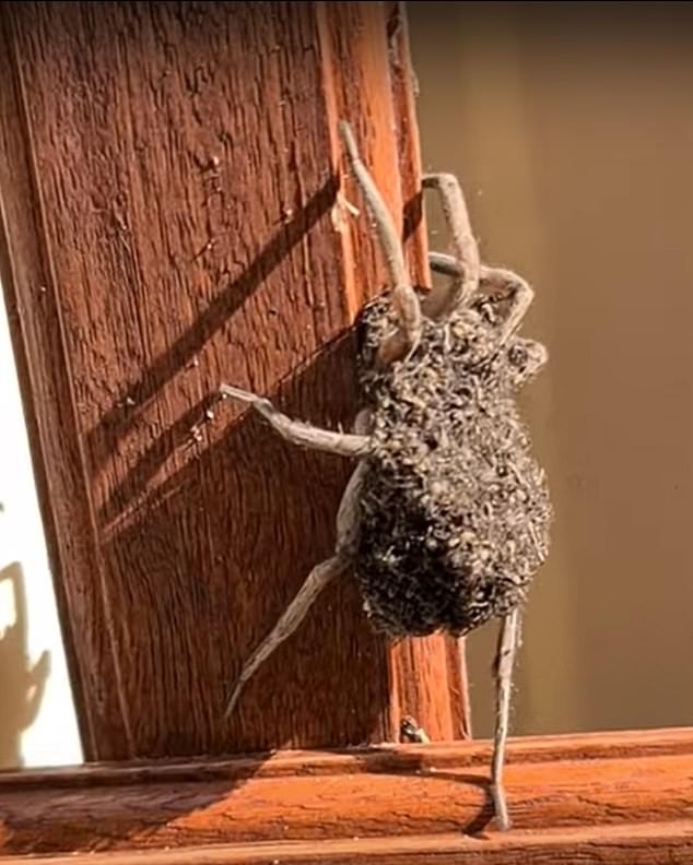 【视频】澳大利亚一女子拍到一只雌性狼蛛背上爬满数百只狼蛛宝宝