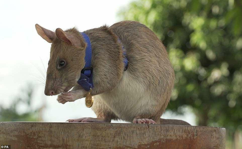 排雷71颗体长近1米的非洲巨鼠 在菲律宾功成身退