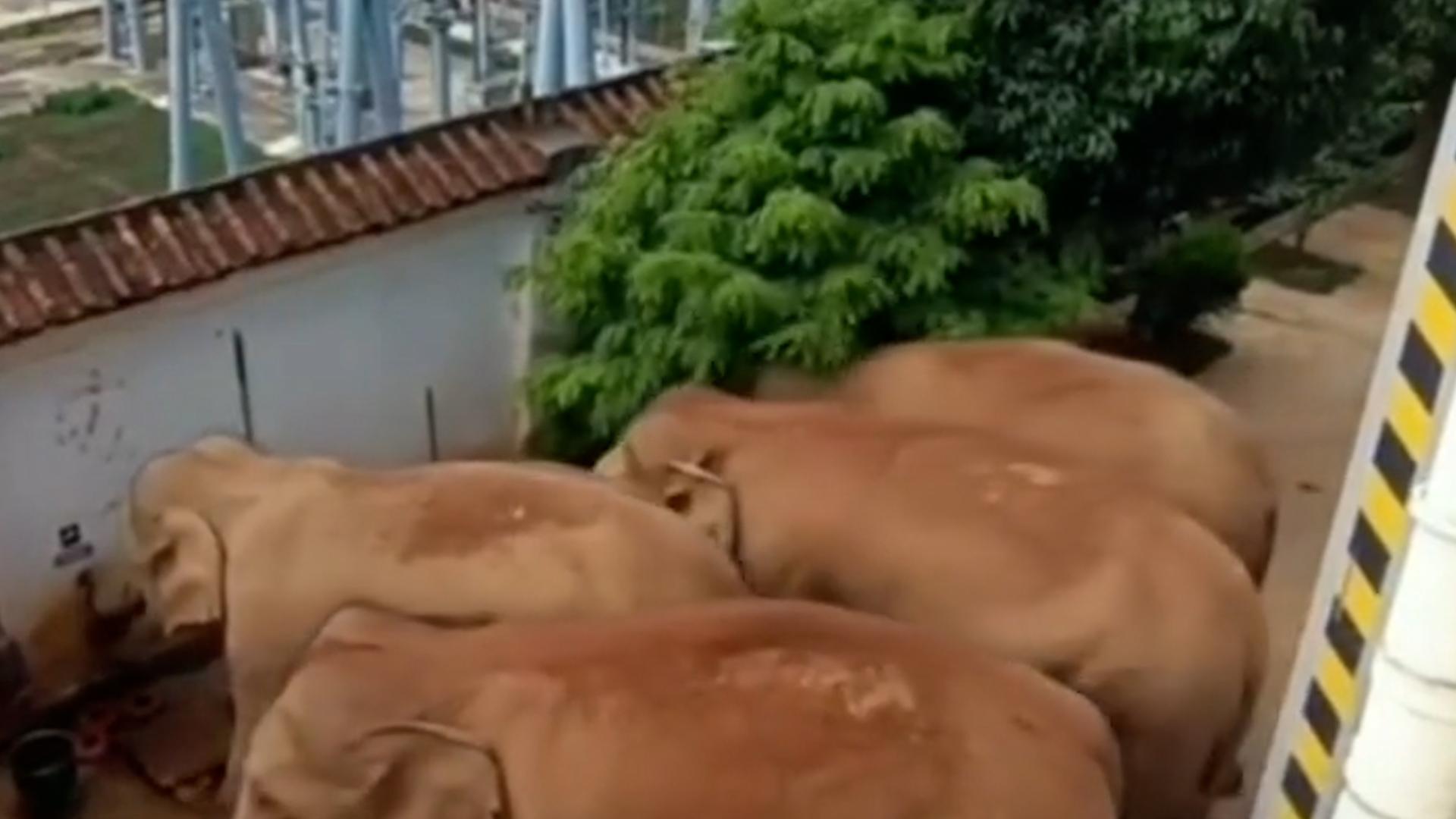【视频】云南象群进村民家拧开水龙头喝水 网友：这是野象还是家象？