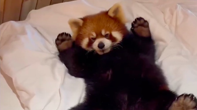 【视频】南通野生动物园小熊猫进游客房间 不怕生地在床上打滚