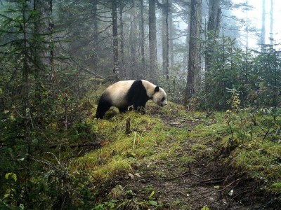 7年前 云南农民家中羊被咬死 兄弟俩怒杀大熊猫 下场如何？