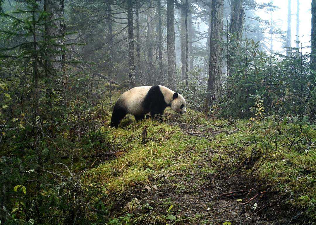 7年前 云南农民家中羊被咬死 兄弟俩怒杀大熊猫 下场如何？