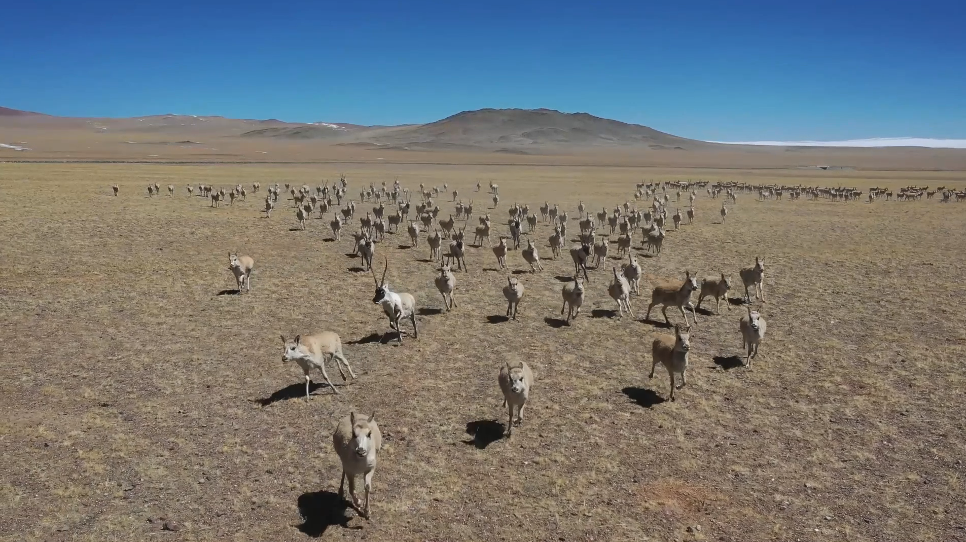 震撼！西藏阿里地区近万只藏羚羊迁徙 生态保护显成效